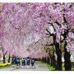 一般部門
「朝は桜通りからやって来た」佐藤健次
