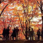 SNS部門
『土津神社紅葉の下は』mesen.aizu